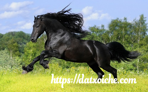 Nằm mơ thấy ngựa đánh số gì, là điềm gì ? - datxoiche.com